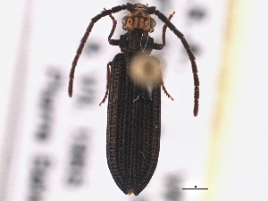  ( - CCDB-21415-A01)  @11 [ ] CreativeCommons - Attribution (2014) CBG Photography Group Centre for Biodiversity Genomics