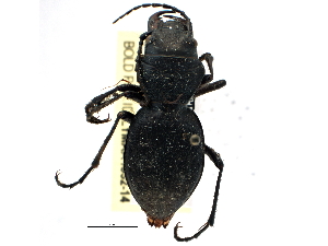  (Omus dejeanii - CCDB-21415-C03)  @14 [ ] CreativeCommons - Attribution (2014) CBG Photography Group Centre for Biodiversity Genomics