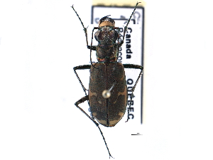  ( - CCDB-21415-D07)  @15 [ ] CreativeCommons - Attribution (2014) CBG Photography Group Centre for Biodiversity Genomics