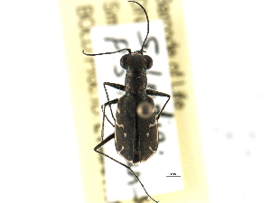  ( - CCDB-21415-H02)  @11 [ ] CreativeCommons - Attribution (2014) CBG Photography Group Centre for Biodiversity Genomics