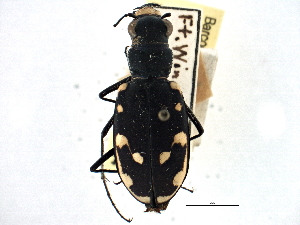  (Cicindela obsoleta anita - CCDB-21415-H11)  @11 [ ] CreativeCommons - Attribution (2014) CBG Photography Group Centre for Biodiversity Genomics