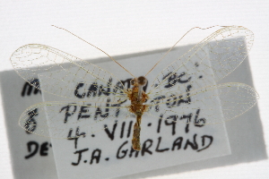  ( - CCDB-21416-B01)  @11 [ ] CreativeCommons - Attribution (2014) CBG Photography Group Centre for Biodiversity Genomics