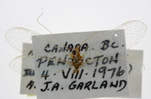  ( - CCDB-21416-B02)  @11 [ ] CreativeCommons - Attribution (2014) CBG Photography Group Centre for Biodiversity Genomics