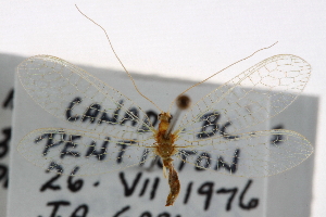  ( - CCDB-21416-B04)  @11 [ ] CreativeCommons - Attribution (2014) CBG Photography Group Centre for Biodiversity Genomics