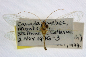  ( - CCDB-21416-C04)  @11 [ ] CreativeCommons - Attribution (2014) CBG Photography Group Centre for Biodiversity Genomics