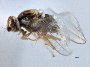  ( - CCDB-21420-H11)  @11 [ ] CreativeCommons - Attribution (2014) CBG Photography Group Centre for Biodiversity Genomics