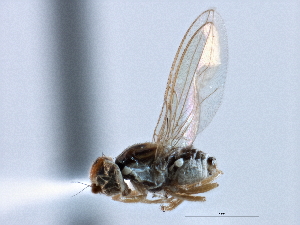  ( - CCDB-21420-H10)  @11 [ ] CreativeCommons - Attribution (2014) CBG Photography Group Centre for Biodiversity Genomics