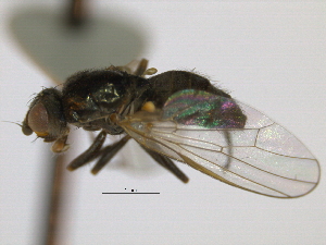  ( - CCDB-21423-A01)  @13 [ ] CreativeCommons - Attribution (2013) CBG Photography Group Centre for Biodiversity Genomics