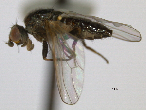  ( - CCDB-21423-A02)  @13 [ ] CreativeCommons - Attribution (2013) CBG Photography Group Centre for Biodiversity Genomics