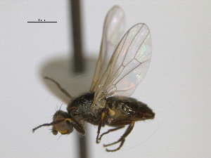  ( - CCDB-21423-A04)  @13 [ ] CreativeCommons - Attribution (2013) CBG Photography Group Centre for Biodiversity Genomics