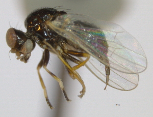  (Parapiophila calceata - CCDB-21423-C06)  @14 [ ] CreativeCommons - Attribution (2013) CBG Photography Group Centre for Biodiversity Genomics