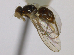  ( - CCDB-21423-G03)  @11 [ ] CreativeCommons - Attribution (2013) CBG Photography Group Centre for Biodiversity Genomics