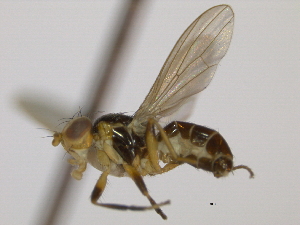  ( - CCDB-21423-G05)  @11 [ ] CreativeCommons - Attribution (2013) CBG Photography Group Centre for Biodiversity Genomics