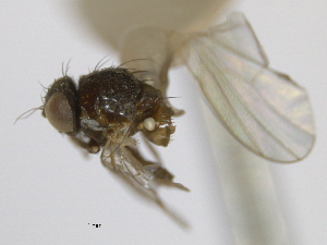 ( - CCDB-21423-H04)  @11 [ ] CreativeCommons - Attribution (2013) CBG Photography Group Centre for Biodiversity Genomics