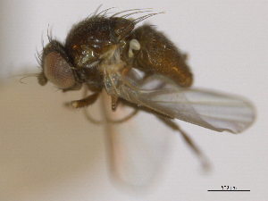  ( - CCDB-21423-H06)  @11 [ ] CreativeCommons - Attribution (2013) CBG Photography Group Centre for Biodiversity Genomics