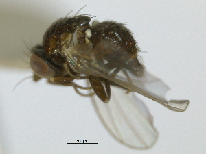  ( - CCDB-21423-H07)  @11 [ ] CreativeCommons - Attribution (2013) CBG Photography Group Centre for Biodiversity Genomics