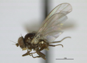  ( - CCDB-21423-H08)  @11 [ ] CreativeCommons - Attribution (2013) CBG Photography Group Centre for Biodiversity Genomics