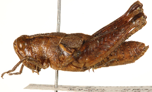  ( - CCDB-21424-D02)  @11 [ ] CreativeCommons - Attribution (2014) CBG Photography Group Centre for Biodiversity Genomics