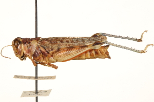  ( - CCDB-21425-G10)  @14 [ ] CreativeCommons - Attribution (2014) CBG Photography Group Centre for Biodiversity Genomics