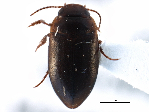  ( - CCDB-21426-A04)  @11 [ ] CreativeCommons - Attribution (2014) CBG Photography Group Centre for Biodiversity Genomics