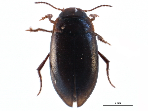  ( - CCDB-21426-A05)  @11 [ ] CreativeCommons - Attribution (2014) CBG Photography Group Centre for Biodiversity Genomics