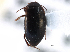  ( - CCDB-21426-A07)  @11 [ ] CreativeCommons - Attribution (2014) CBG Photography Group Centre for Biodiversity Genomics
