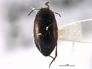  ( - CCDB-21426-B01)  @11 [ ] CreativeCommons - Attribution (2014) CBG Photography Group Centre for Biodiversity Genomics