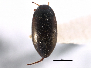 ( - CCDB-21426-B02)  @11 [ ] CreativeCommons - Attribution (2014) CBG Photography Group Centre for Biodiversity Genomics