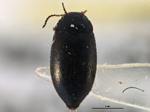  ( - CCDB-21426-B03)  @11 [ ] CreativeCommons - Attribution (2014) CBG Photography Group Centre for Biodiversity Genomics