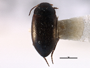  ( - CCDB-21426-B04)  @11 [ ] CreativeCommons - Attribution (2014) CBG Photography Group Centre for Biodiversity Genomics