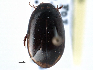  ( - CCDB-21426-C05)  @13 [ ] CreativeCommons - Attribution (2014) CBG Photography Group Centre for Biodiversity Genomics