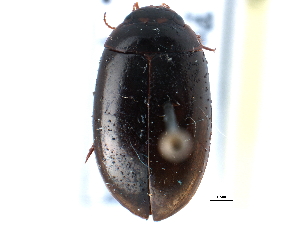  ( - CCDB-21426-C06)  @14 [ ] CreativeCommons - Attribution (2014) CBG Photography Group Centre for Biodiversity Genomics