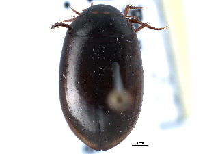  (Agabinae - CCDB-21426-C07)  @15 [ ] CreativeCommons - Attribution (2014) CBG Photography Group Centre for Biodiversity Genomics