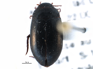  ( - CCDB-21426-D06)  @11 [ ] CreativeCommons - Attribution (2014) CBG Photography Group Centre for Biodiversity Genomics