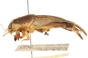  ( - CCDB-21427-A02)  @11 [ ] CreativeCommons - Attribution (2014) CBG Photography Group Centre for Biodiversity Genomics