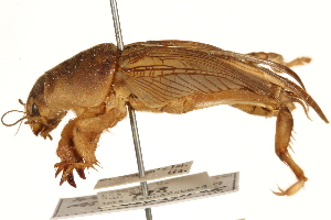 ( - CCDB-21427-A08)  @11 [ ] CreativeCommons - Attribution (2014) CBG Photography Group Centre for Biodiversity Genomics