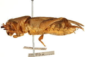  ( - CCDB-21427-A10)  @11 [ ] CreativeCommons - Attribution (2014) CBG Photography Group Centre for Biodiversity Genomics