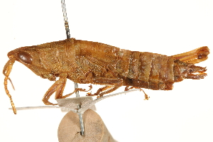  (Ichthiacris aptera - CCDB-21427-B06)  @11 [ ] CreativeCommons - Attribution (2014) CBG Photography Group Centre for Biodiversity Genomics
