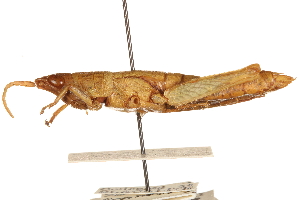  ( - CCDB-21427-B07)  @11 [ ] CreativeCommons - Attribution (2014) CBG Photography Group Centre for Biodiversity Genomics