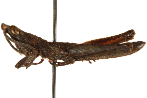 (Ichthiacris celata - CCDB-21427-B11)  @11 [ ] CreativeCommons - Attribution (2014) CBG Photography Group Centre for Biodiversity Genomics