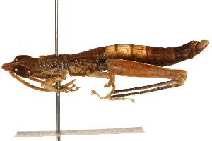  ( - CCDB-21427-C04)  @11 [ ] CreativeCommons - Attribution (2014) CBG Photography Group Centre for Biodiversity Genomics