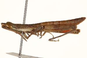  (Ichthiacris costulata - CCDB-21427-C05)  @11 [ ] CreativeCommons - Attribution (2014) CBG Photography Group Centre for Biodiversity Genomics