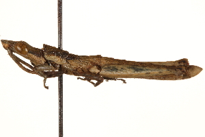  (Ichthiacris rehni - CCDB-21427-C07)  @11 [ ] CreativeCommons - Attribution (2014) CBG Photography Group Centre for Biodiversity Genomics