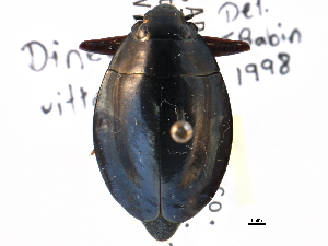 (Dineutus vittatus - CCDB-21428-A01)  @11 [ ] CreativeCommons - Attribution (2014) CBG Photography Group Centre for Biodiversity Genomics