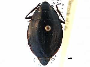  ( - CCDB-21428-A03)  @11 [ ] CreativeCommons - Attribution (2014) CBG Photography Group Centre for Biodiversity Genomics