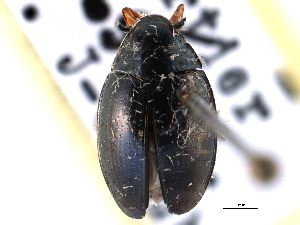  ( - CCDB-21428-D01)  @11 [ ] CreativeCommons - Attribution (2014) CBG Photography Group Centre for Biodiversity Genomics