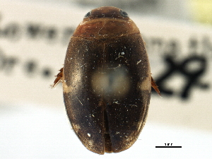  ( - CCDB-21428-G05)  @11 [ ] CreativeCommons - Attribution (2014) CBG Photography Group Centre for Biodiversity Genomics