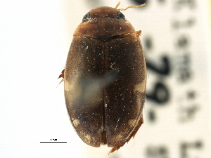  ( - CCDB-21428-G06)  @11 [ ] CreativeCommons - Attribution (2014) CBG Photography Group Centre for Biodiversity Genomics