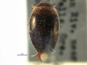  ( - CCDB-21428-G07)  @11 [ ] CreativeCommons - Attribution (2014) CBG Photography Group Centre for Biodiversity Genomics