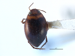  ( - CCDB-21428-H06)  @11 [ ] CreativeCommons - Attribution (2014) CBG Photography Group Centre for Biodiversity Genomics